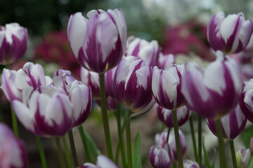 low key violet and white tulips with pattern close up