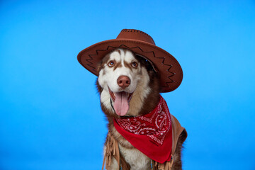 A cute smiling Siberian Husky dog in a cowboy hat, isolated on a blue background. Dog in cowboy outfit smiling and looking at the camera. Country dog.
