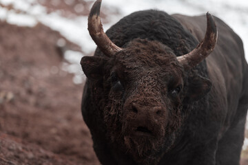 A big black bull stabs its horns into the snowy ground and trains to fight in the arena. The...