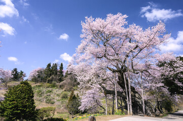 祭田の桜