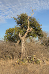 a dead tree with an evergreen tree directly in the background