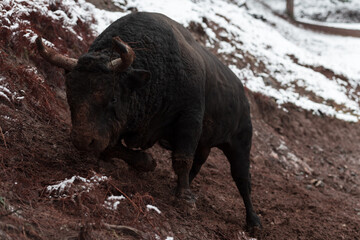 A big black bull stabs its horns into the snowy ground and trains to fight in the arena. The concept of bullfighting. Selective focus 