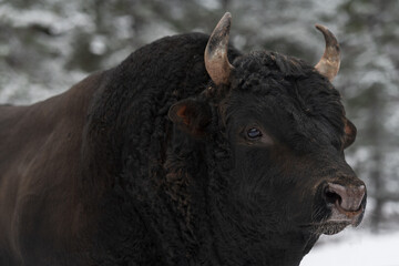 A big black bull in the snow training to fight in the arena. Bullfighting concept. Selective focus 