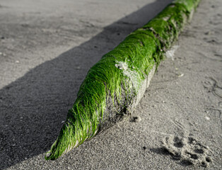 Strandgut mit Algen