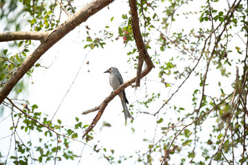 Ashy drongo