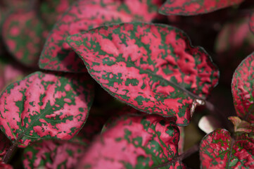 red and green Hypoestes phyllostachya or the polka dot plant