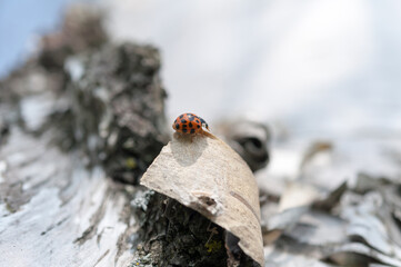 ladybird/ladybug crawling on birch bark