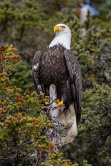 American bald eagle (Haliaeetus leucocephalus) in the Kachemak Bay area of the Kenia Peninsula Alaska USA 