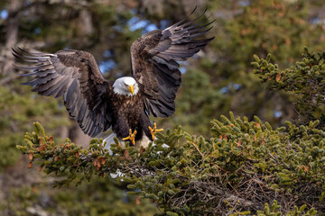 American bald eagle (Haliaeetus leucocephalus) in the Kachemak Bay area of the Kenia Peninsula Alaska USA 
