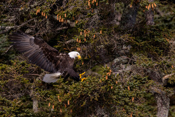 American bald eagle (Haliaeetus leucocephalus) in the Kachemak Bay area of the Kenia Peninsula Alaska USA 