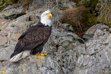 American bald eagle (Haliaeetus leucocephalus) in the Kachemak Bay area of the Kenia Peninsula Alaska USA 