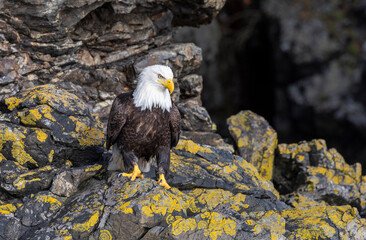 American bald eagle (Haliaeetus leucocephalus) in the Kachemak Bay area of the Kenia Peninsula Alaska USA 