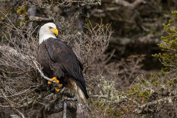 American bald eagle (Haliaeetus leucocephalus) in the Kachemak Bay area of the Kenia Peninsula Alaska USA 