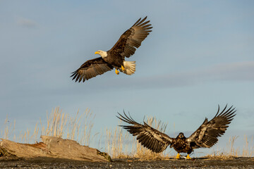 American bald eagle (Haliaeetus leucocephalus) in the Kachemak Bay area of the Kenia Peninsula Alaska USA 