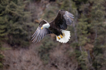 American bald eagle (Haliaeetus leucocephalus) in the Kachemak Bay area of the Kenia Peninsula Alaska USA 