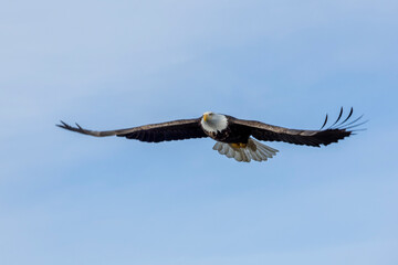 American bald eagle (Haliaeetus leucocephalus) in the Kachemak Bay area of the Kenia Peninsula Alaska USA 