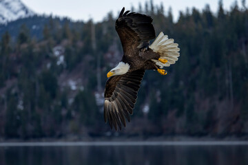 American bald eagle (Haliaeetus leucocephalus) in the Kachemak Bay area of the Kenia Peninsula Alaska USA 
