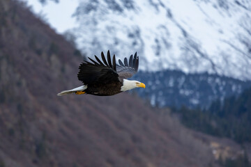 American bald eagle (Haliaeetus leucocephalus) in the Kachemak Bay area of the Kenia Peninsula Alaska USA 