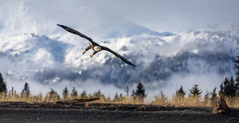 American bald eagle (Haliaeetus leucocephalus) in the Kachemak Bay area of the Kenia Peninsula Alaska USA 