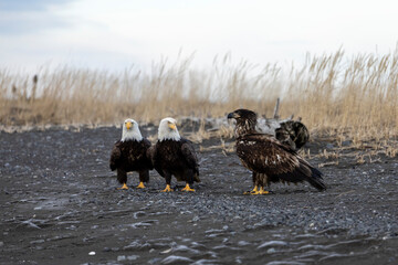 American bald eagle (Haliaeetus leucocephalus) in the Kachemak Bay area of the Kenia Peninsula Alaska USA 