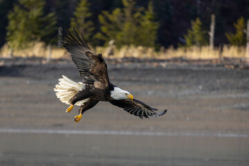 American bald eagle (Haliaeetus leucocephalus) in the Kachemak Bay area of the Kenia Peninsula...