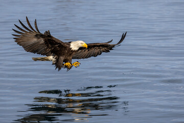 American bald eagle (Haliaeetus leucocephalus) in the Kachemak Bay area of the Kenia Peninsula Alaska USA 