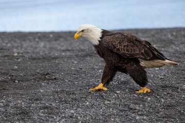 American bald eagle (Haliaeetus leucocephalus) in the Kachemak Bay area of the Kenia Peninsula Alaska USA 