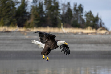 American bald eagle (Haliaeetus leucocephalus) in the Kachemak Bay area of the Kenia Peninsula Alaska USA 