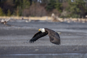 American bald eagle (Haliaeetus leucocephalus) in the Kachemak Bay area of the Kenia Peninsula Alaska USA 