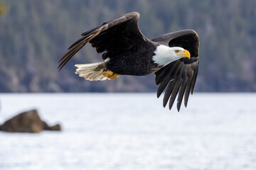 American bald eagle (Haliaeetus leucocephalus) in the Kachemak Bay area of the Kenia Peninsula Alaska USA 