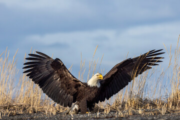 American bald eagle (Haliaeetus leucocephalus) in the Kachemak Bay area of the Kenia Peninsula Alaska USA 