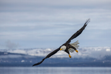 American bald eagle (Haliaeetus leucocephalus) in the Kachemak Bay area of the Kenia Peninsula Alaska USA 