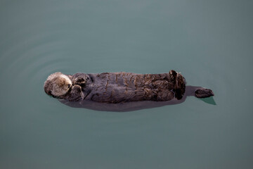 Northern Sea otter (Enhydra lutris) in the Kachemak Bay area of the Kenia Peninsula Alaska USA 