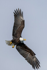 American bald eagle (Haliaeetus leucocephalus) in the Kachemak Bay area of the Kenia Peninsula...