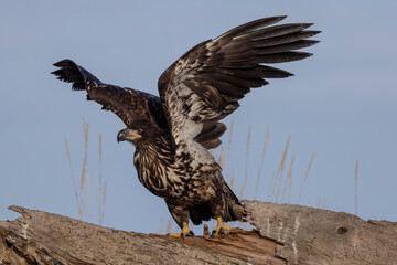 Juvenile American bald eagle (Haliaeetus leucocephalus) in the Kachemak Bay area of the Kenia Peninsula Alaska USA 