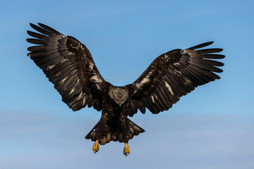 Juvenile American bald eagle (Haliaeetus leucocephalus) in the Kachemak Bay area of the Kenia Peninsula Alaska USA 