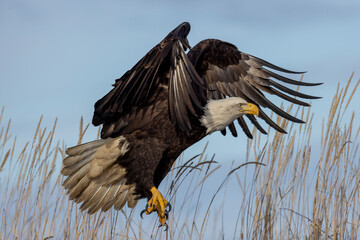 American bald eagle (Haliaeetus leucocephalus) in the Kachemak Bay area of the Kenia Peninsula Alaska USA 