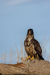 Juvenile American bald eagle (Haliaeetus leucocephalus) in the Kachemak Bay area of the Kenia Peninsula Alaska USA 