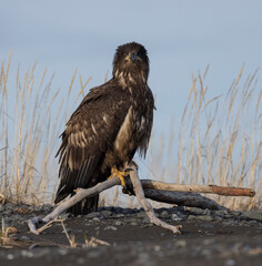Juvenile American bald eagle (Haliaeetus leucocephalus) in the Kachemak Bay area of the Kenia Peninsula Alaska USA 