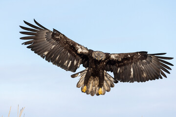 Juvenile American bald eagle (Haliaeetus leucocephalus) in the Kachemak Bay area of the Kenia Peninsula Alaska USA 