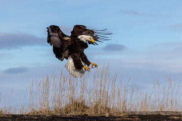 American bald eagle (Haliaeetus leucocephalus) in the Kachemak Bay area of the Kenia Peninsula Alaska USA 