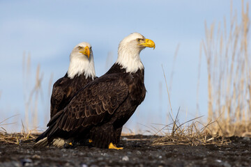 American bald eagle (Haliaeetus leucocephalus) in the Kachemak Bay area of the Kenia Peninsula Alaska USA 
