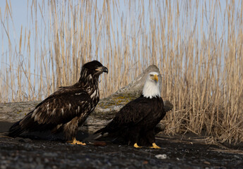 American bald eagle (Haliaeetus leucocephalus) in the Kachemak Bay area of the Kenia Peninsula Alaska USA 