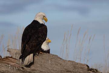 American bald eagle (Haliaeetus leucocephalus) in the Kachemak Bay area of the Kenia Peninsula Alaska USA 