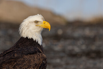 American bald eagle (Haliaeetus leucocephalus) in the Kachemak Bay area of the Kenia Peninsula Alaska USA 