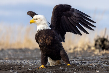 American bald eagle (Haliaeetus leucocephalus) in the Kachemak Bay area of the Kenia Peninsula Alaska USA 