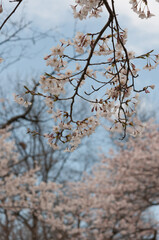 isolated branch with blossoms and out of focus cherry blossom trees in the background