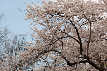 flowering tree (Prunus) in spring