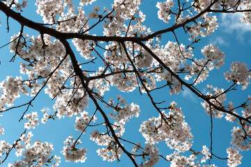 flowering tree (Prunus) and blue sky