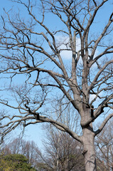 tree in the park
